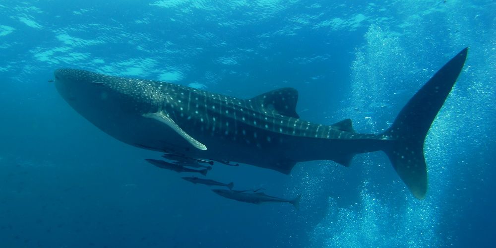 Requins-baleines-aux-Maldives