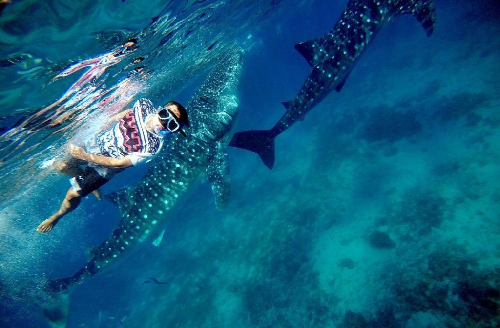 Le requin-baleine aux Maldives