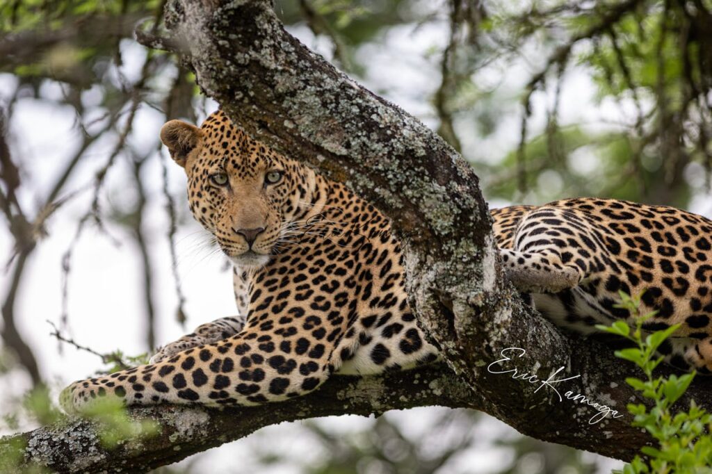 parc national de Yala