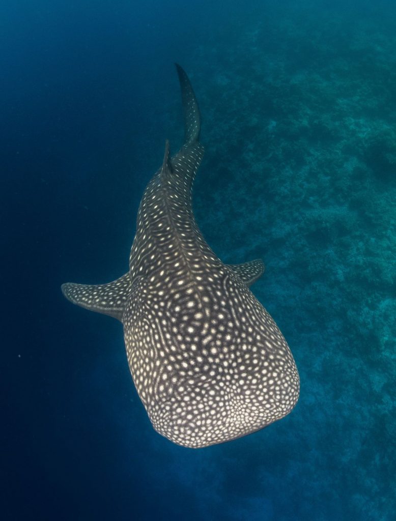 L’île locale de Dhigurah aux Maldives