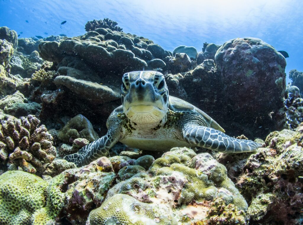 L’île locale de Dhigurah aux Maldives