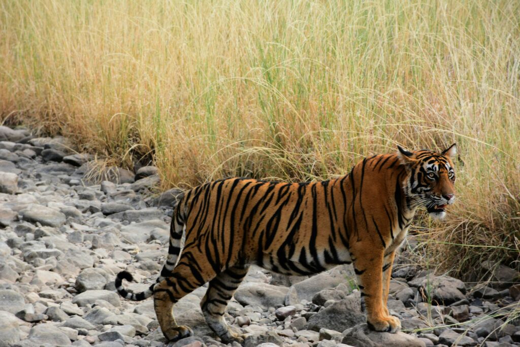 Tigre du Bengale dans le parc national de Ranthambore, en Inde