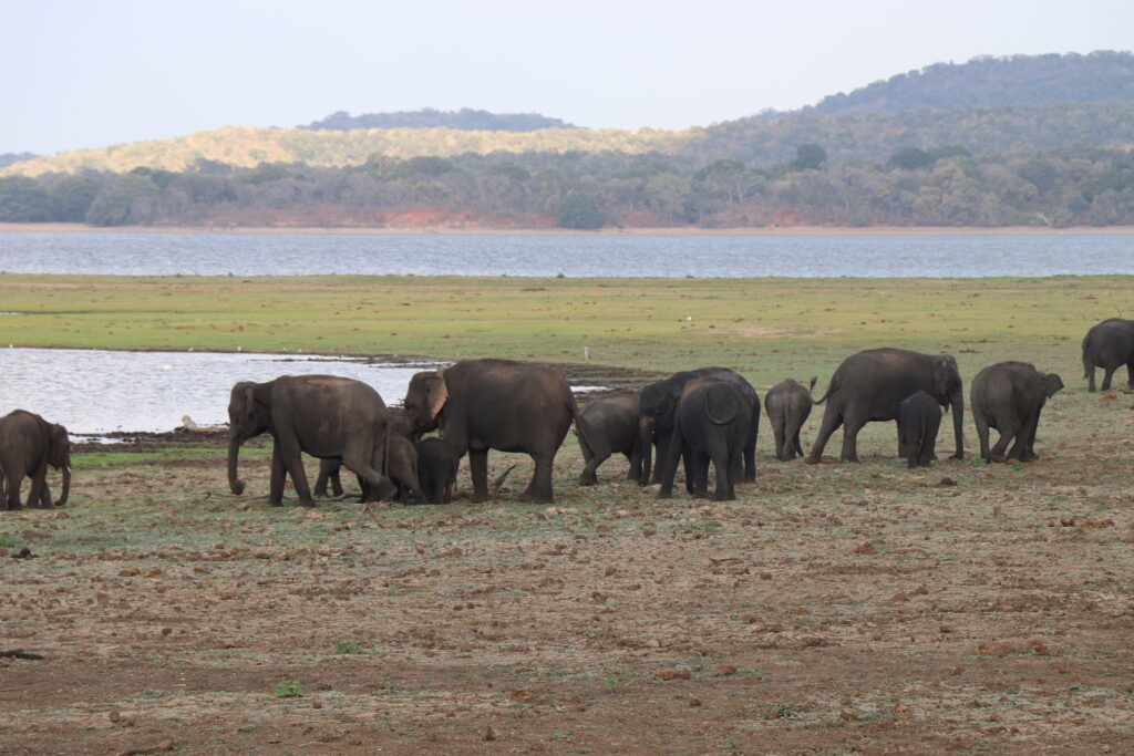 Éléphants photographiés dans le parc national de Minneriya, au Sri Lanka.