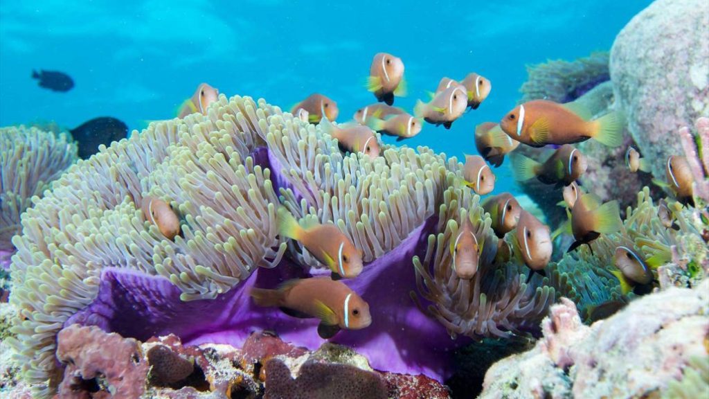 Les meilleurs sites de plongée aux Maldives