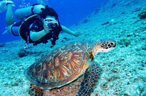 Les meilleurs sites de plongée aux Maldives