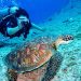 Les meilleurs sites de plongée aux Maldives