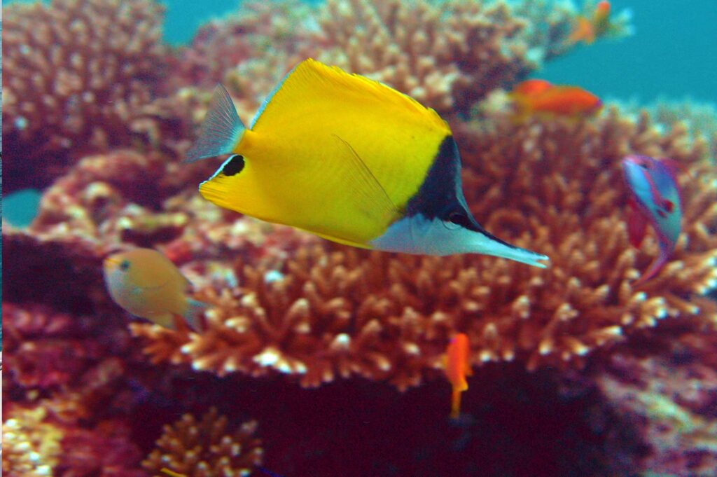 Faire de la plongée / du snorkeling aux Maldives