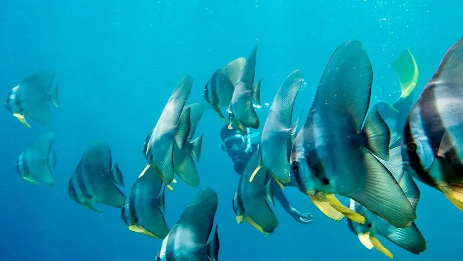 Plongée avec tuba aux Maldives