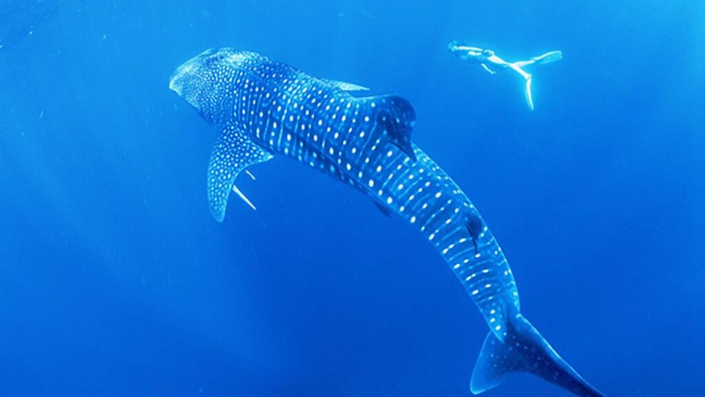 Requins-baleines aux Maldives