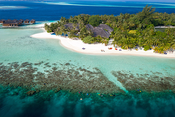 Requins-baleines aux Maldives