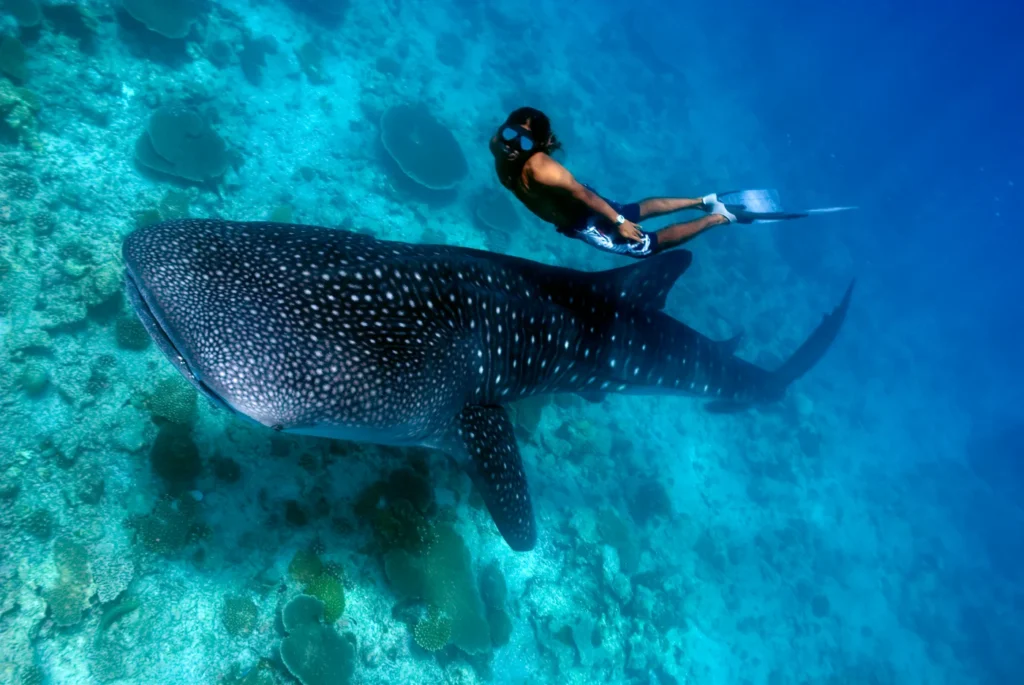 Séjourner au OUTRIGGER Maldives Maafushivaru
