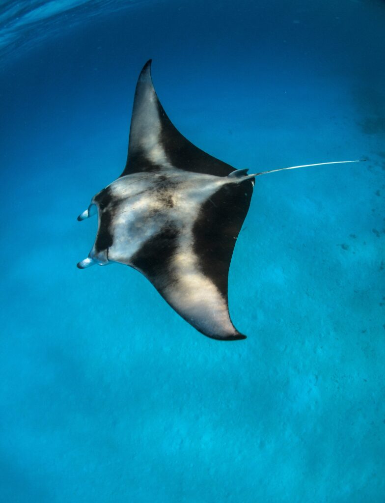 Raies manta aux Maldives