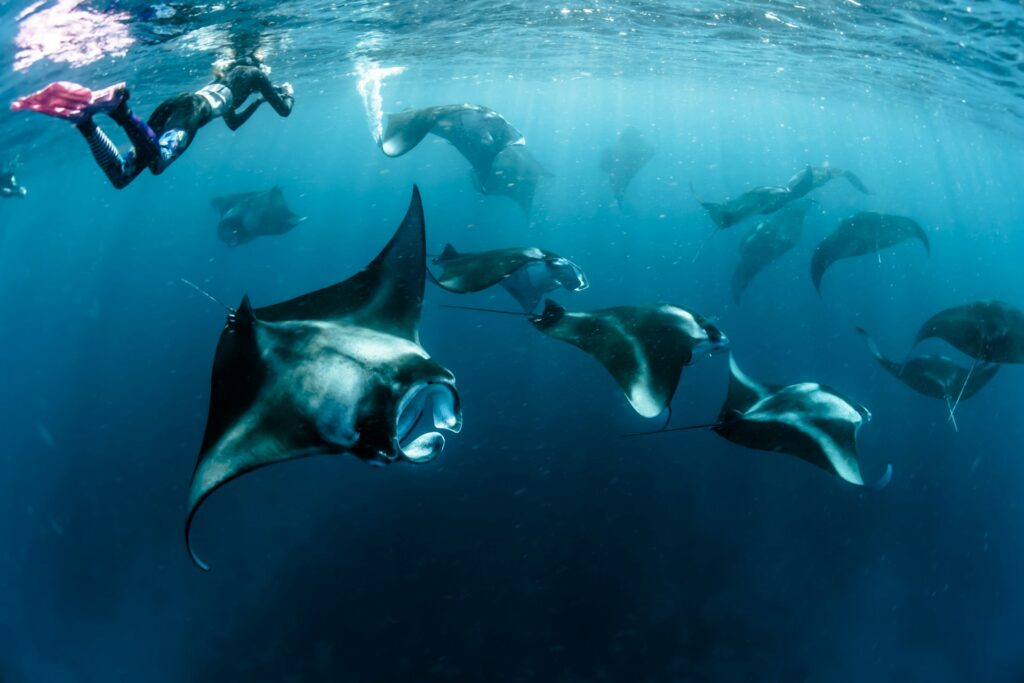 Baie de Hanifaru aux Maldives