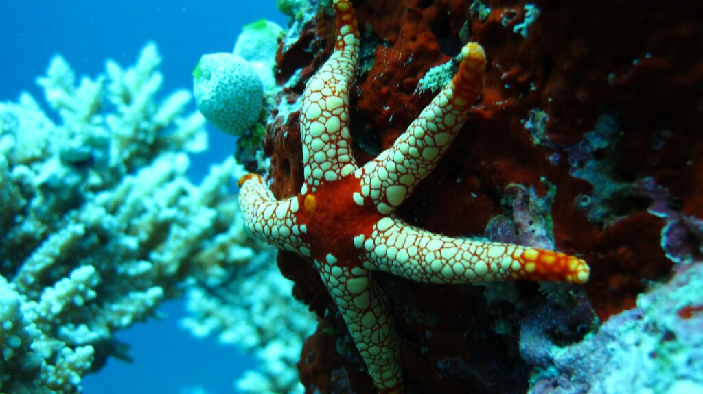 Atoll d'ari sud aux Maldives