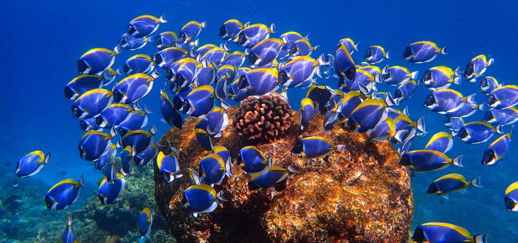 Top 5 des resorts où faire du snorkeling dans l’atoll de Malé Nord
