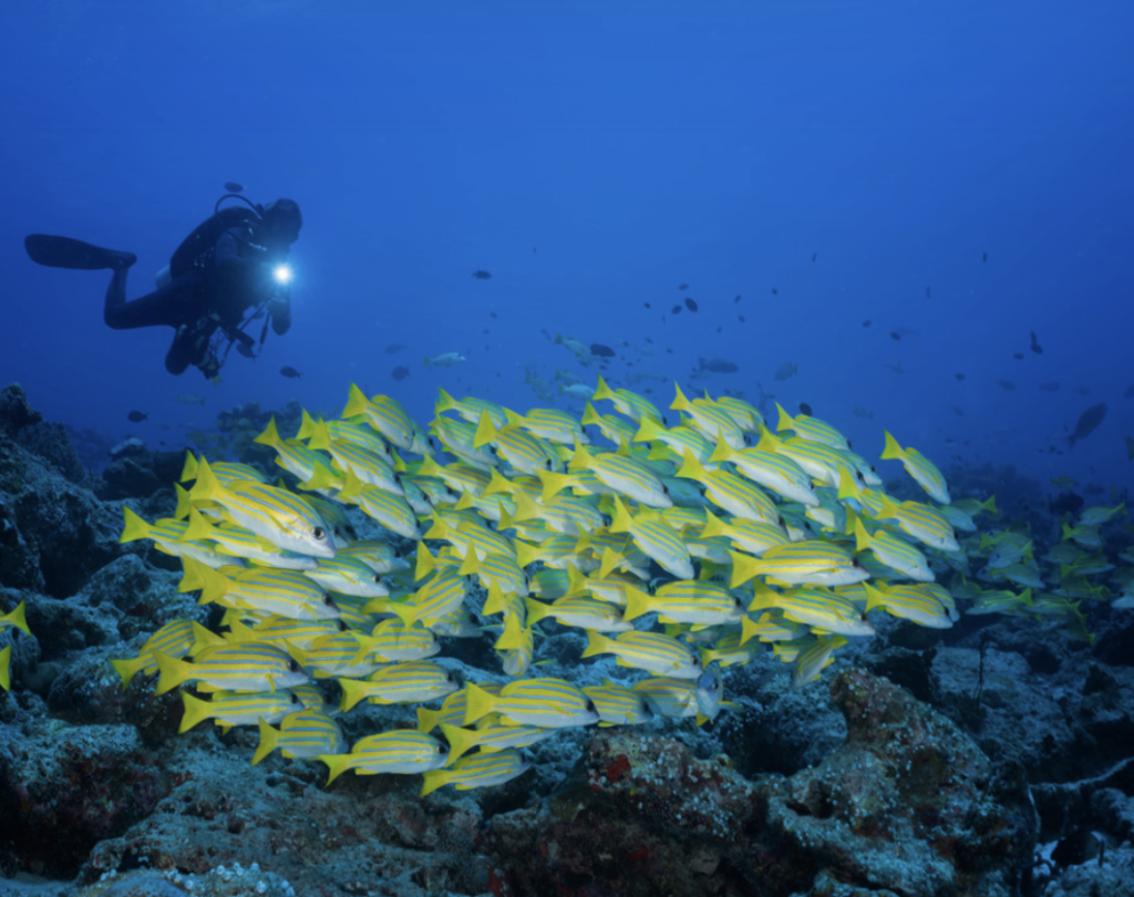 Snorkeling aux Maldives