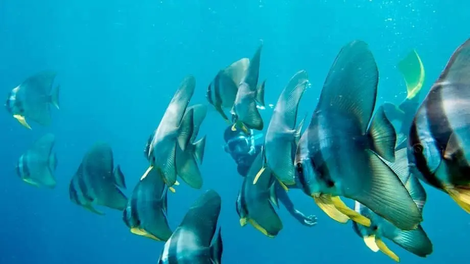 Snorkeling aux Maldives