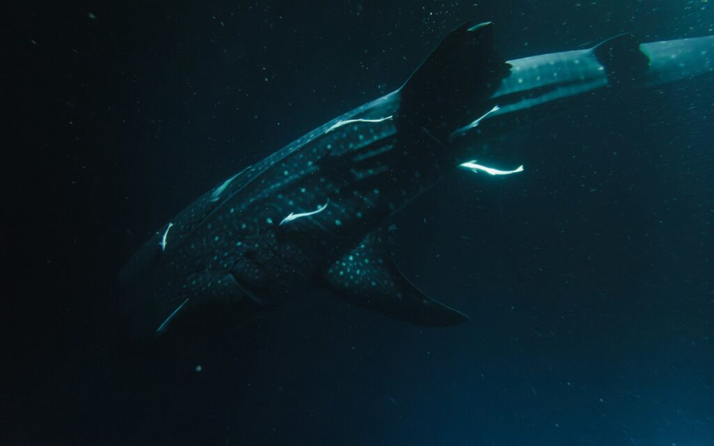 Quelle île choisir aux Maldives