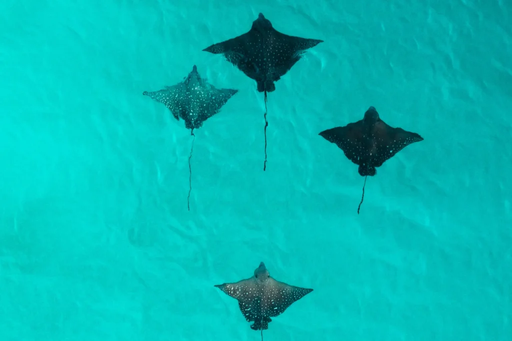 Séjourner au Constance Moofushi Maldives