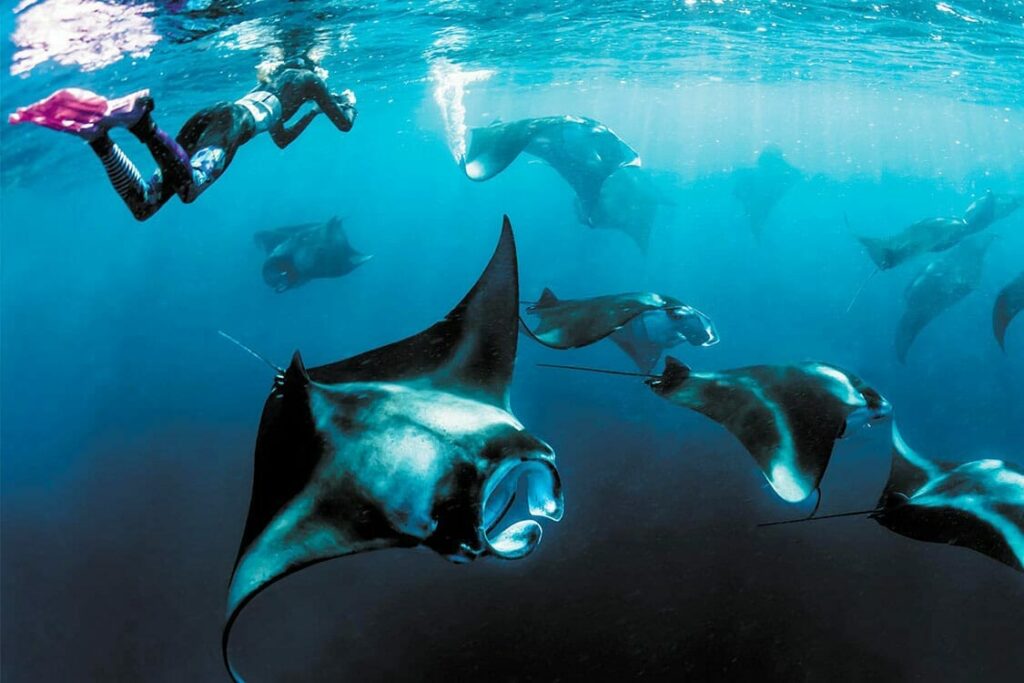 Séjourner au Nautilus Maldives